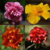 helianthemum mixed colours - abriachan nurseries